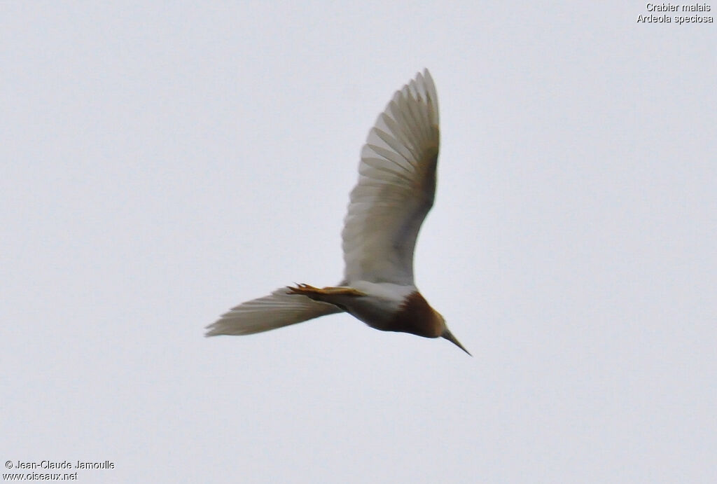 Javan Pond Heronadult, Flight