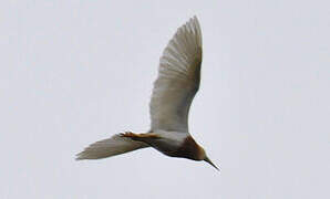 Javan Pond Heron