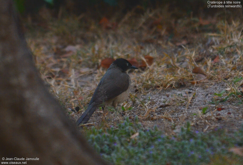 Blackcap Babbler