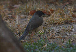 Blackcap Babbler