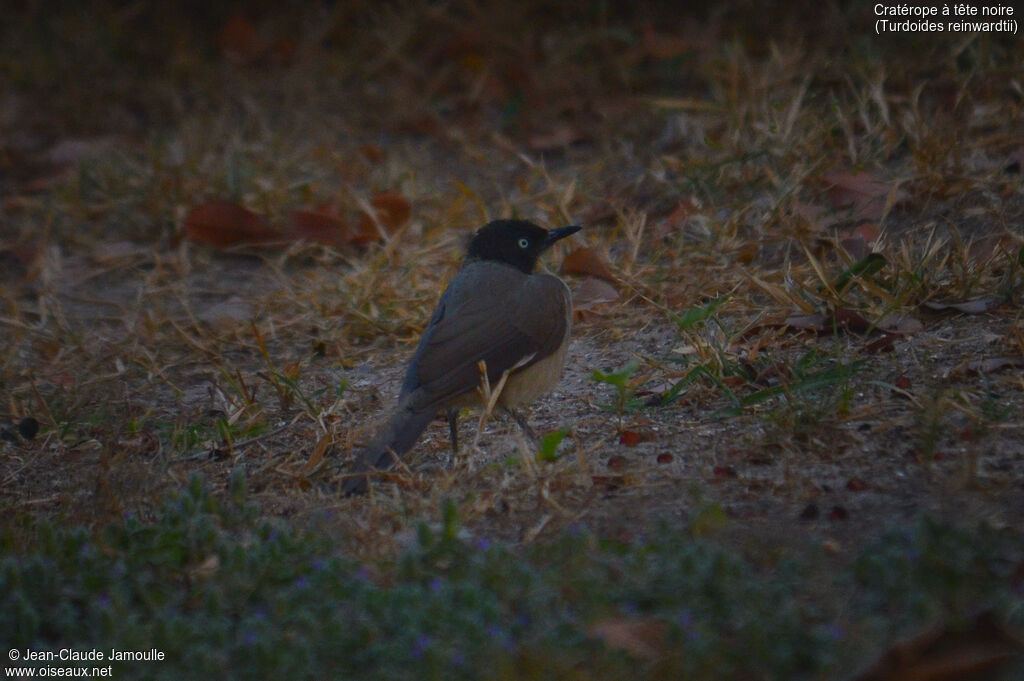 Blackcap Babbler