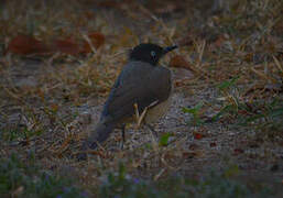 Blackcap Babbler