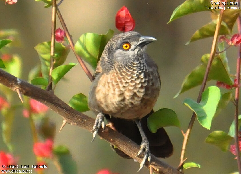 Brown Babbler, Behaviour