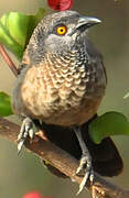 Brown Babbler