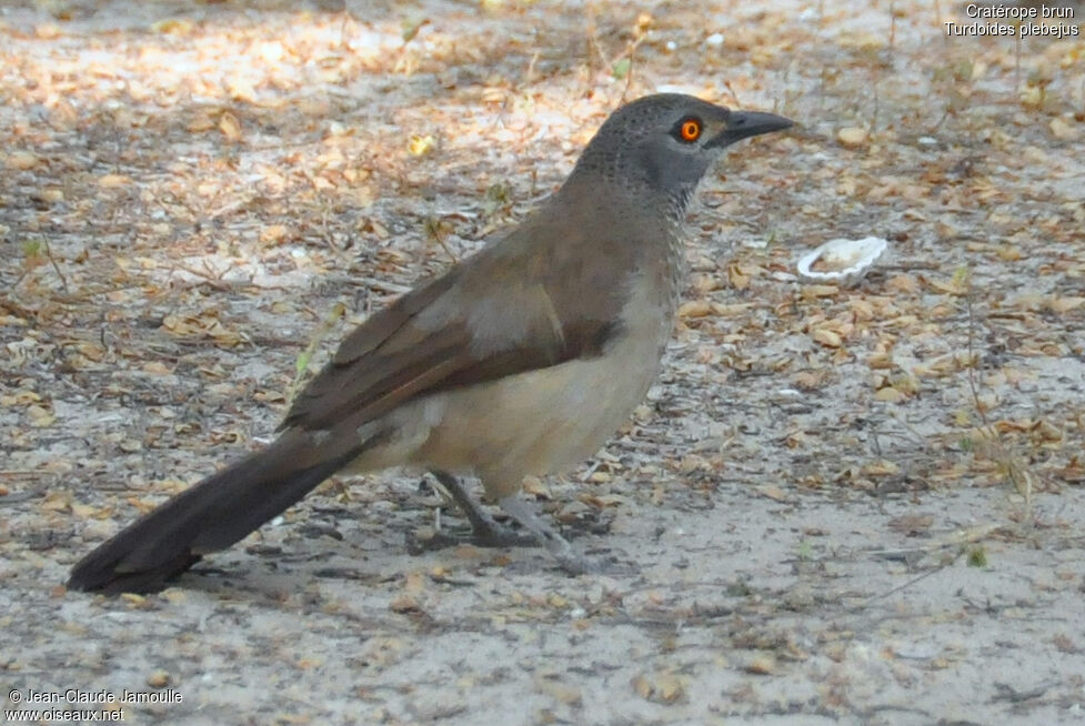 Brown Babbler, feeding habits, Behaviour