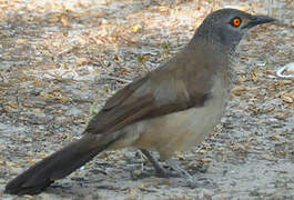 Brown Babbler