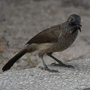 Brown Babbler