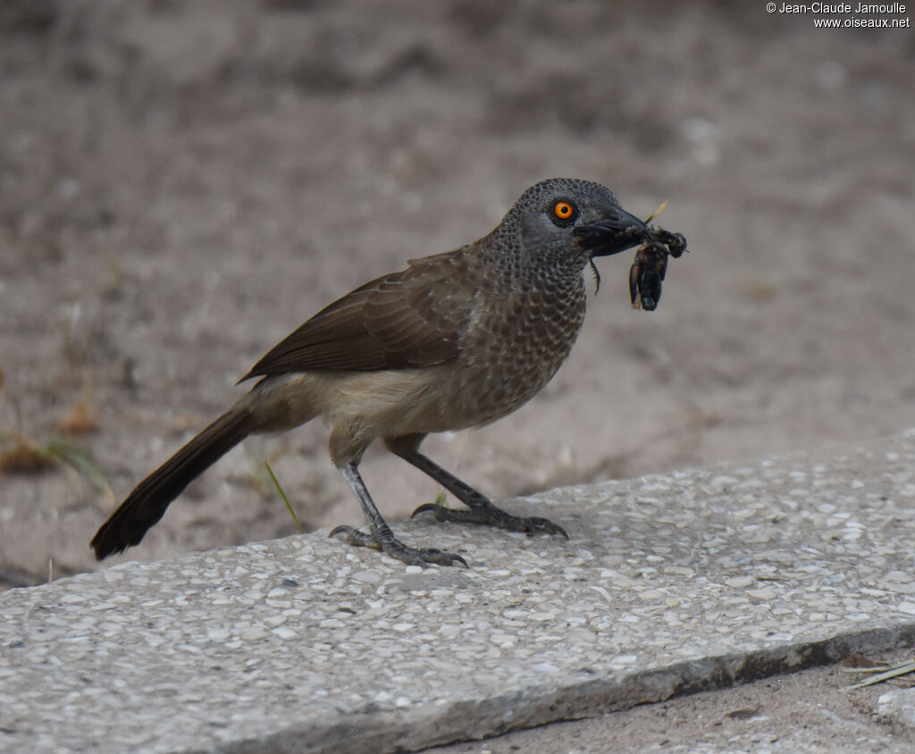 Brown Babbler