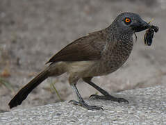 Brown Babbler