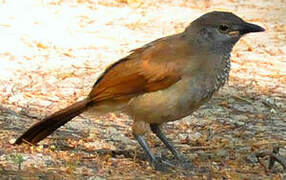 Brown Babbler