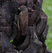 Brown Babbler