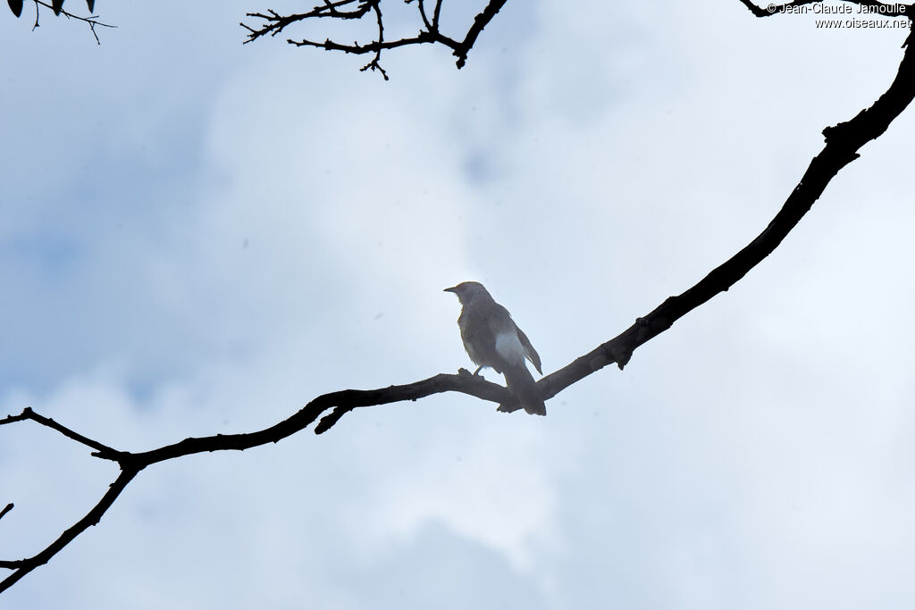 Hartlaub's Babbler