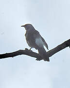 Hartlaub's Babbler