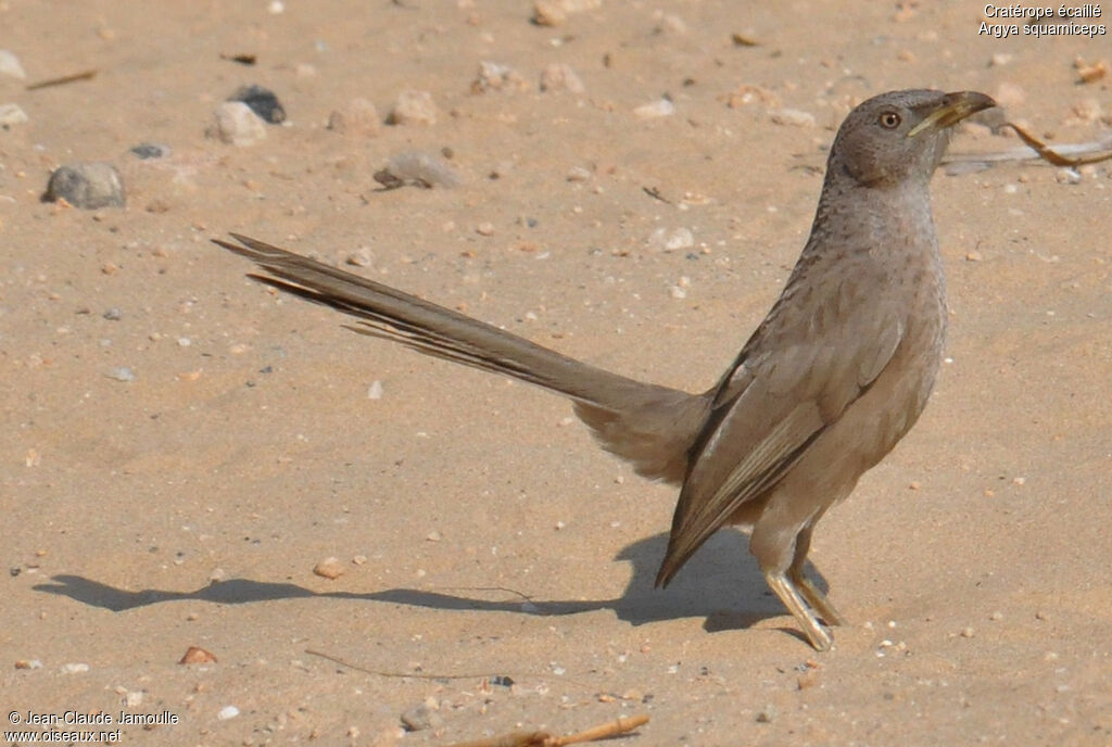 Arabian Babbler, identification, Behaviour