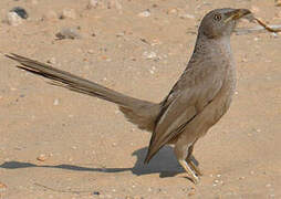 Arabian Babbler