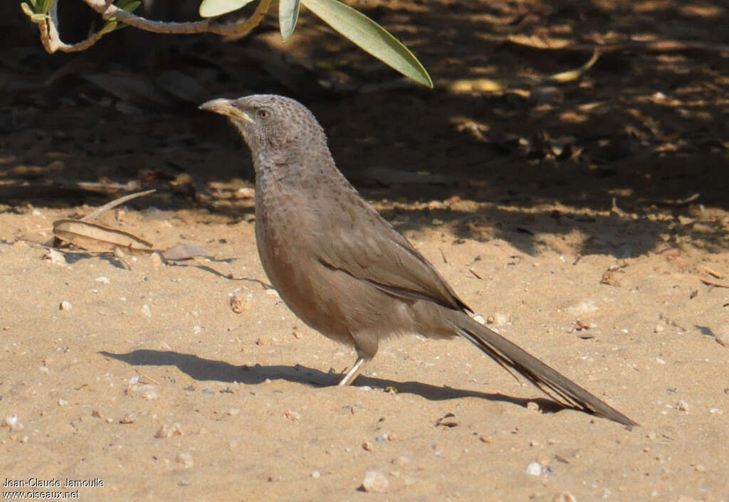 Arabian Babbler, identification