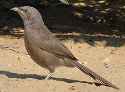 Arabian Babbler