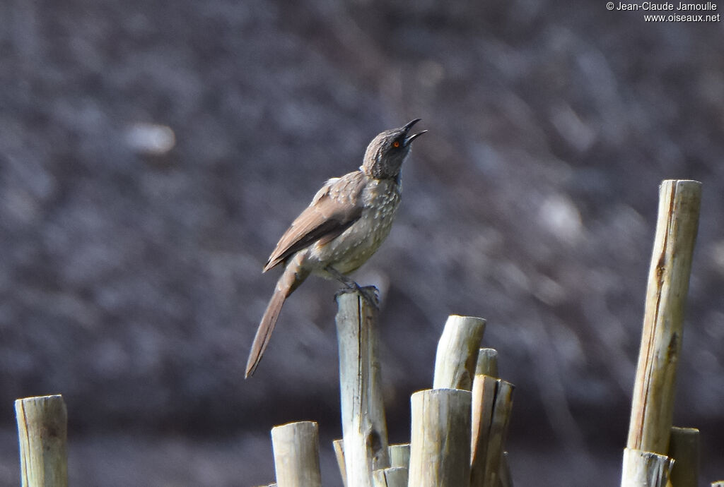 Arrow-marked Babbler