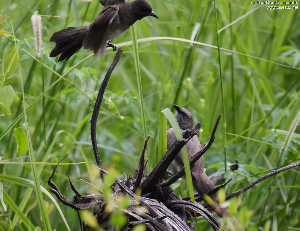 Arrow-marked Babbler