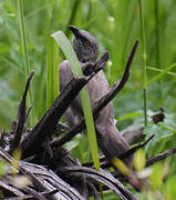 Arrow-marked Babbler