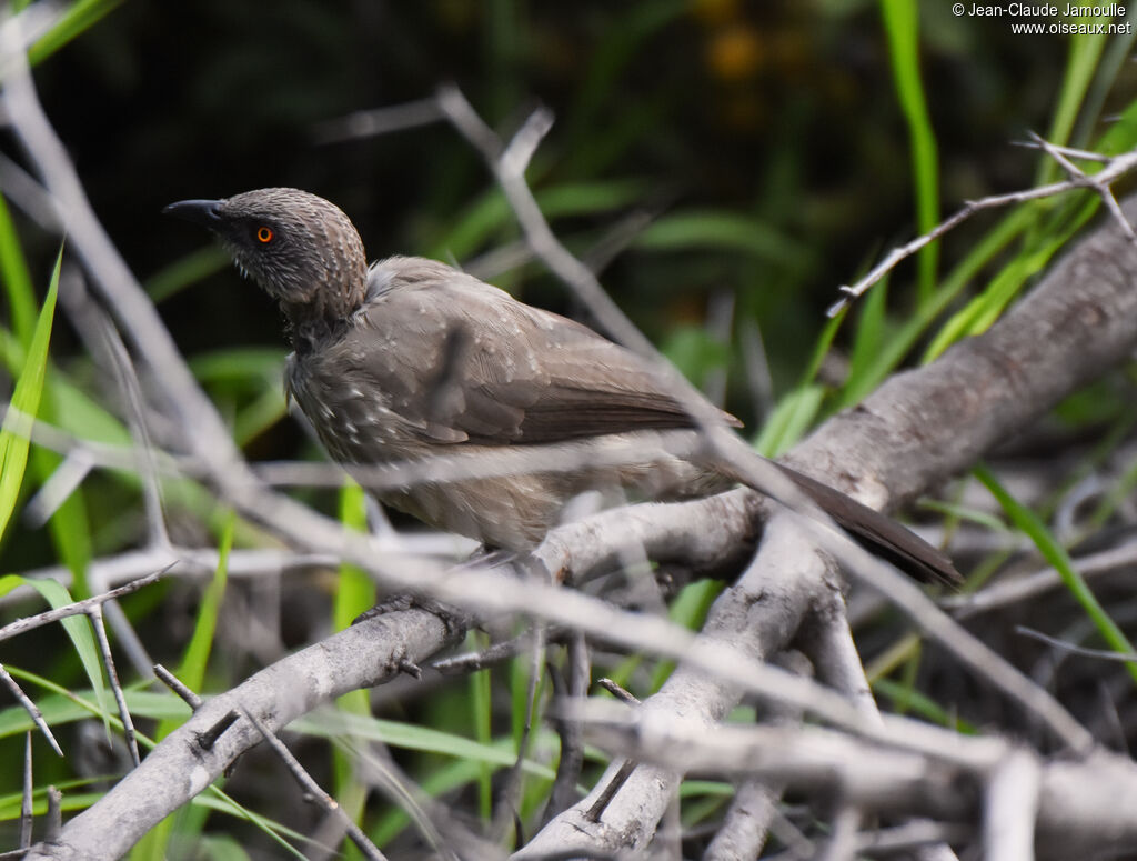 Arrow-marked Babbler