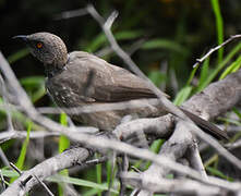 Arrow-marked Babbler