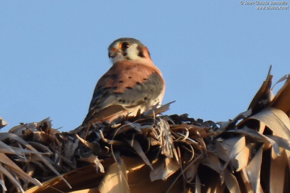 American Kestrel