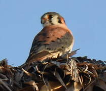 American Kestrel