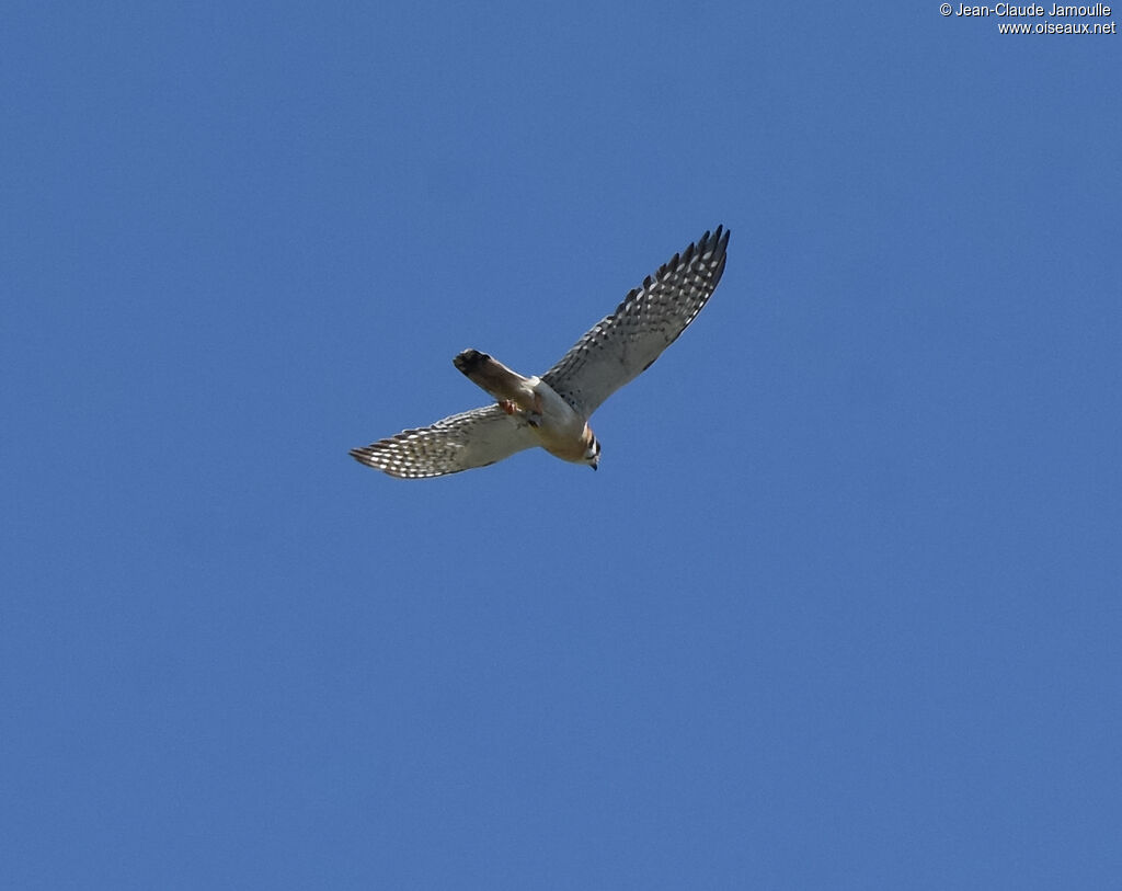 American Kestrel