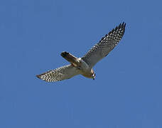 American Kestrel