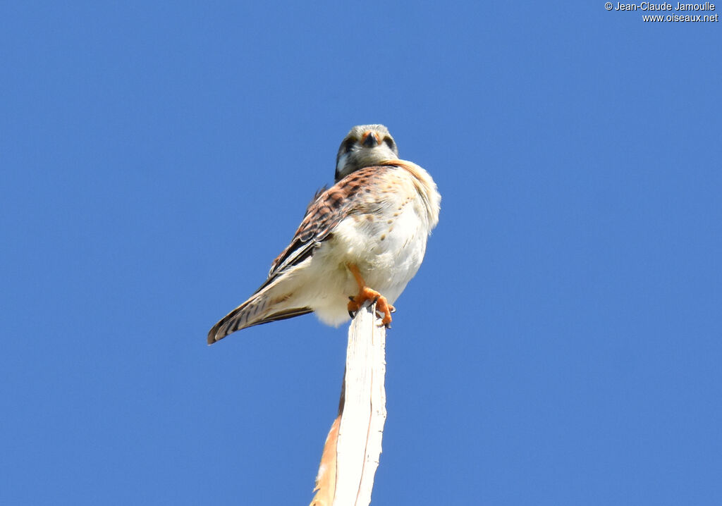 American Kestrel