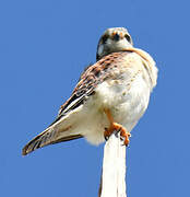 American Kestrel