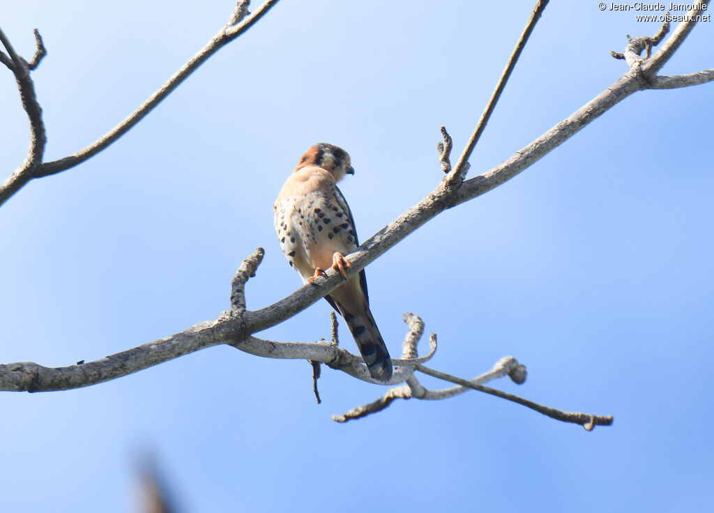 American Kestrel