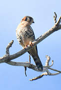 American Kestrel