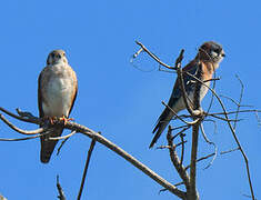 American Kestrel