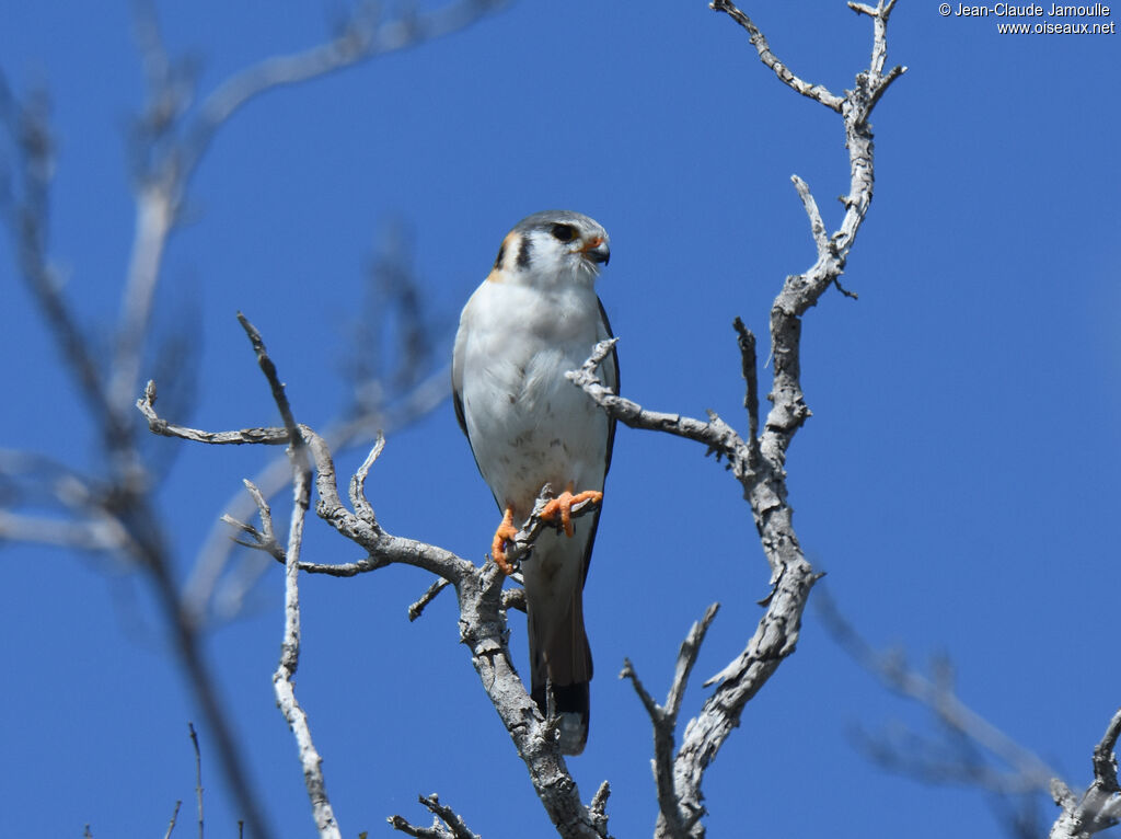 American Kestrel