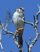 American Kestrel