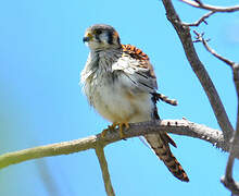 American Kestrel