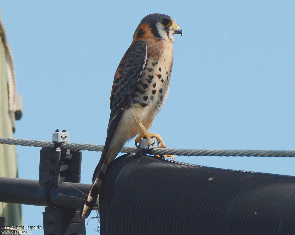 American Kestrel male adult, identification