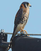 American Kestrel