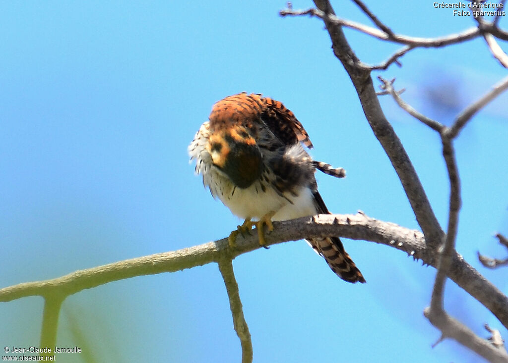 American Kestrel, pigmentation, Behaviour