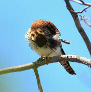 American Kestrel