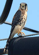 American Kestrel