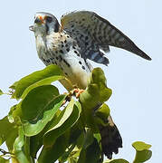 American Kestrel