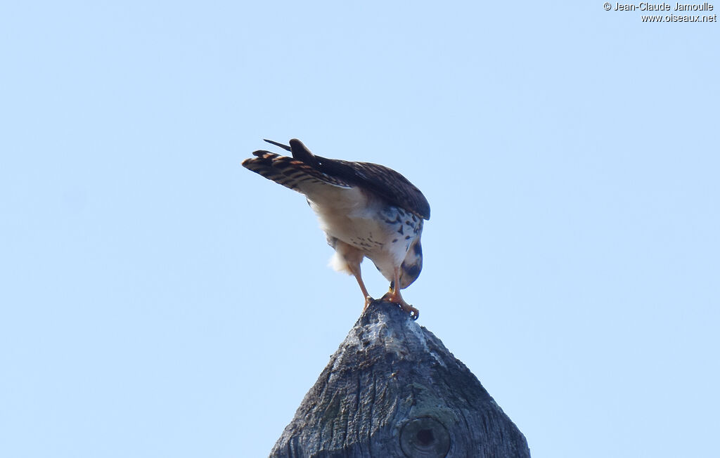 American Kestrel