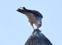 American Kestrel