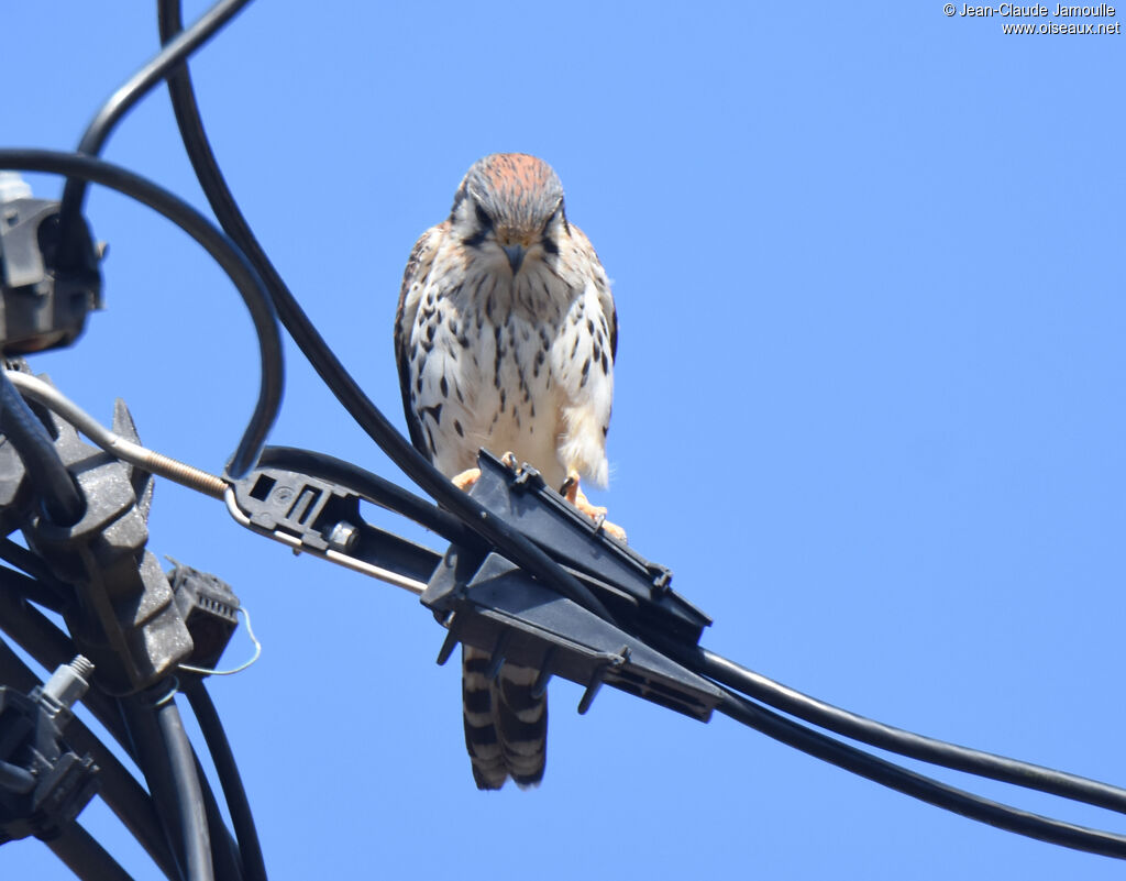 American Kestrel