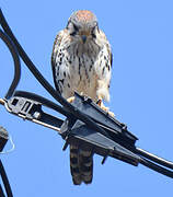 American Kestrel