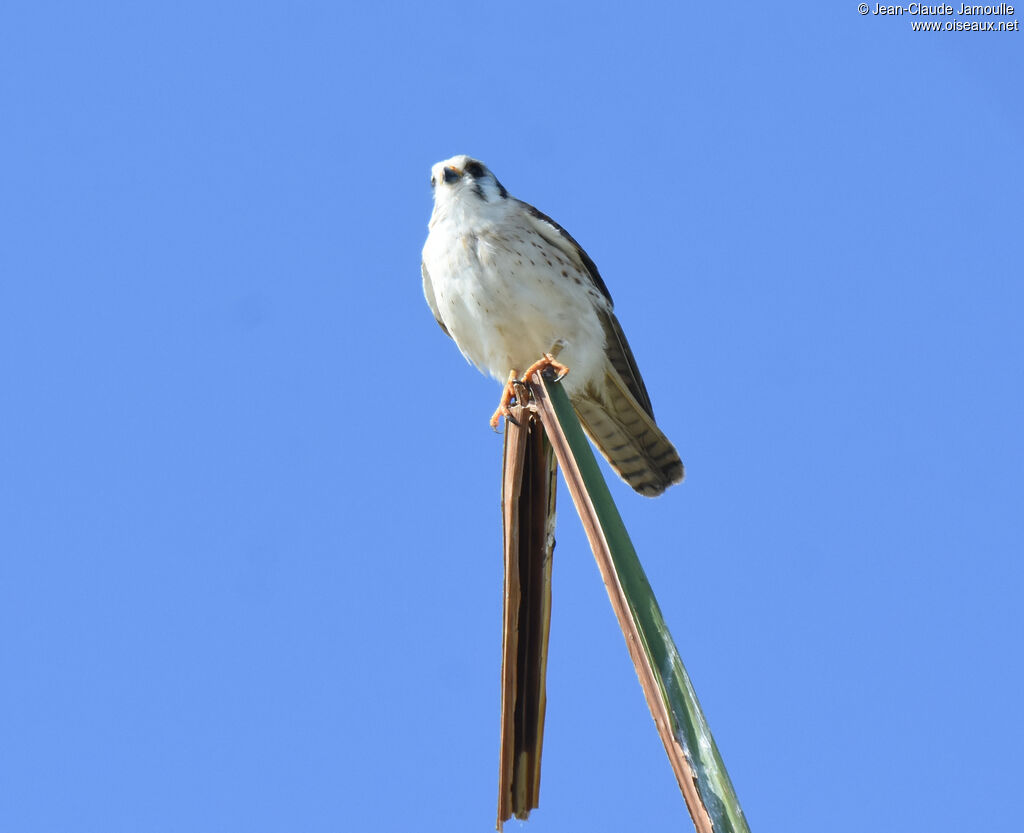 American Kestrel