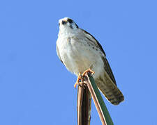 American Kestrel